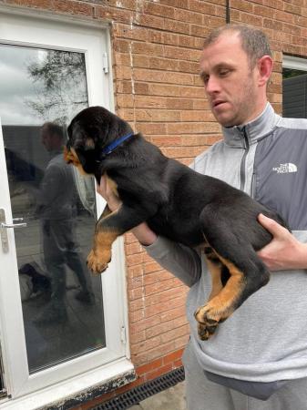 Image 6 of Rottweiler full kc registered both parents chunky pups