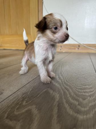Image 7 of Chinese Crested pups KC registered READY NOW