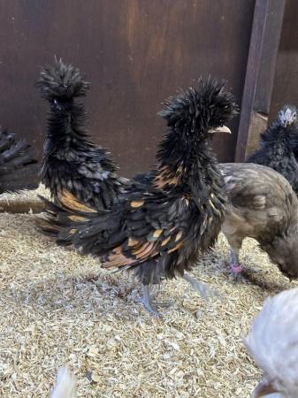 Image 2 of Young bantam hens, variety of colours and breeds