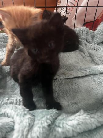 Image 4 of 1 black playfull kitten looking for a loved forever homes