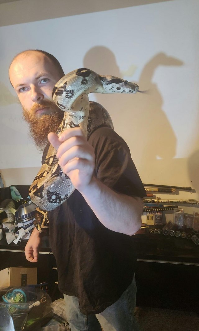 Preview of the first image of Tame  fully grown male Boa proven breeder.