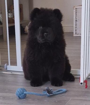 Image 4 of REDUCED Black Male Chow Chow left