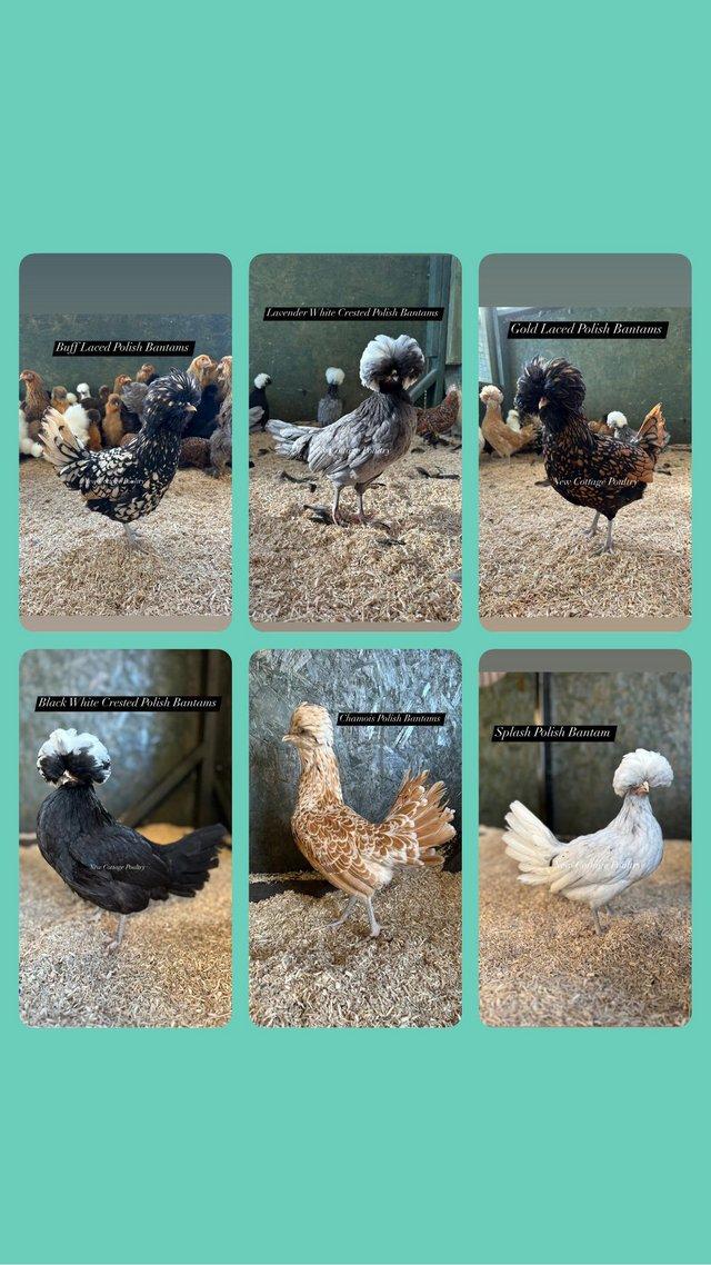 Preview of the first image of Polish Bantam hens at point of lay.
