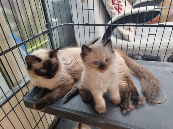Image 6 of Pure ragdoll kittens for sale