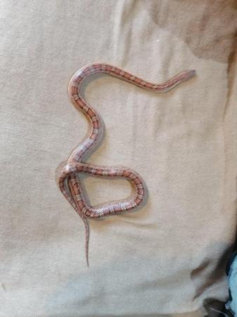 Image 4 of 3 year old female corn snake........
