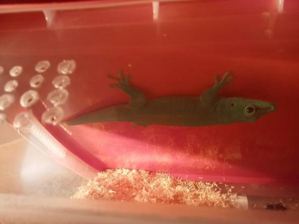 Image 3 of Day gecko for sale see picture