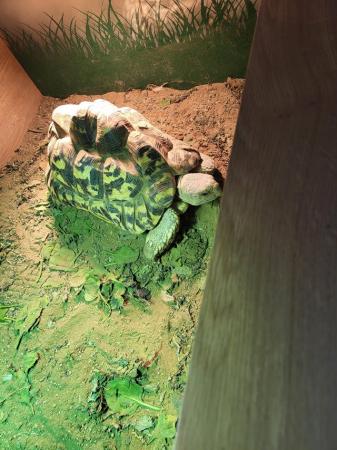 Image 4 of African Leopard tortoises for sale