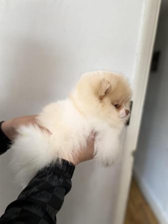 Image 12 of Teddy face Pomeranian puppies