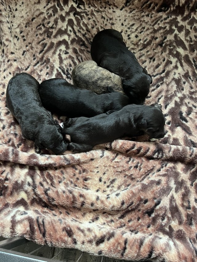 Preview of the first image of Bedlington whippet puppies.