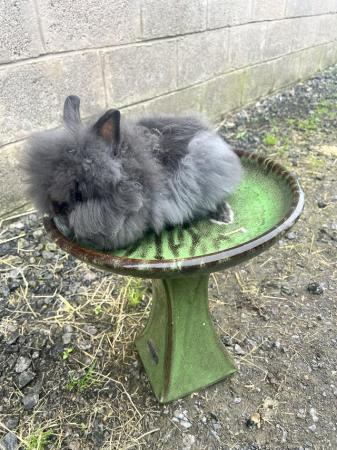 Image 4 of Lionhead Rabbits 13 weeks old & ready to find forever homes