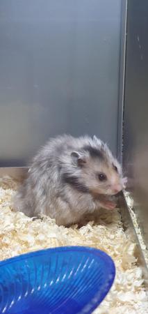 Image 1 of Syrian & Dwarf Hamsters available for sale