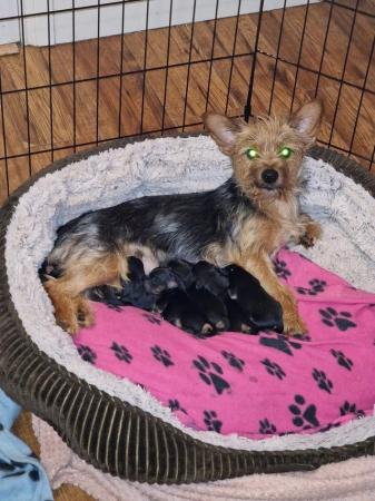 Image 6 of Yorkie pups - Ready to leave beginning of April