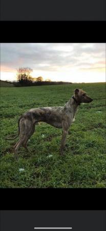 Image 2 of 14 month old lurcher for rehoming