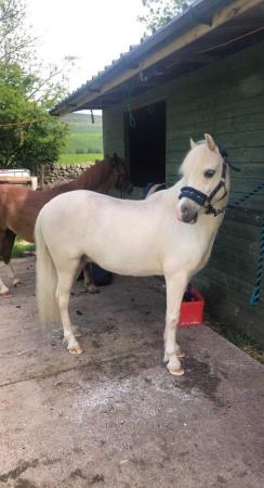 Image 2 of Welsh Section A Palomino Gelding for sale.