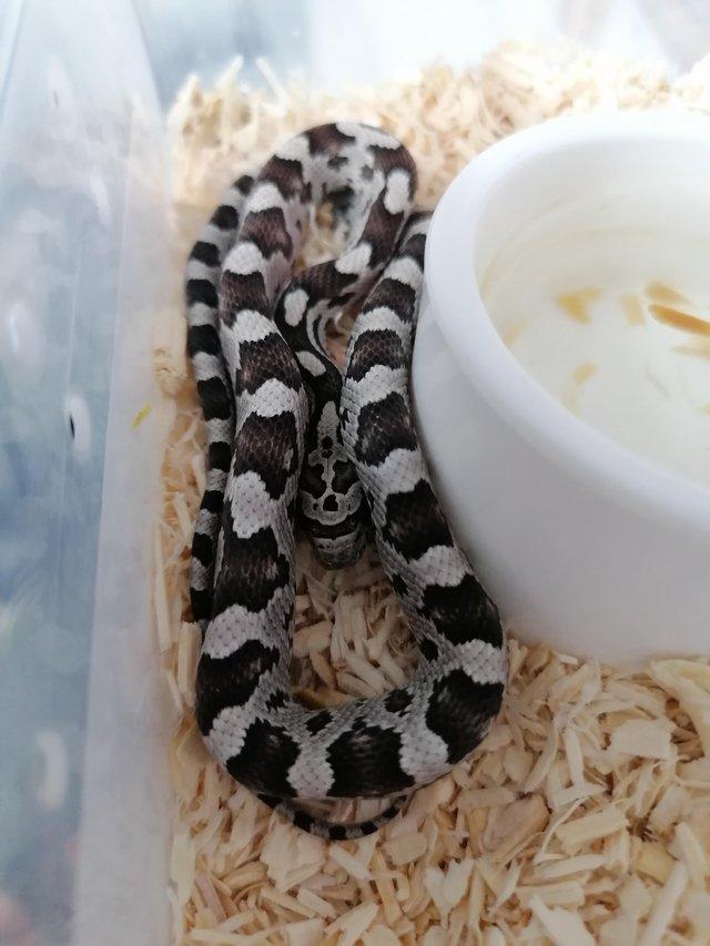 Preview of the first image of Cornsnake hatchlings 8 weeks old.