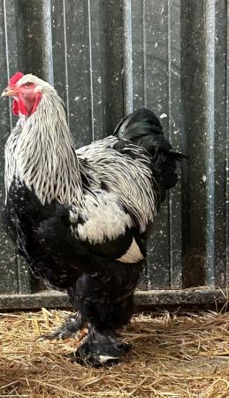 Image 1 of Dark Brahma large fowl available