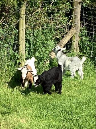 Image 2 of Entire male baby Pygmy goats