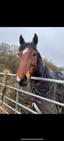 Image 2 of Part Bred Welsh D Mare 4 years