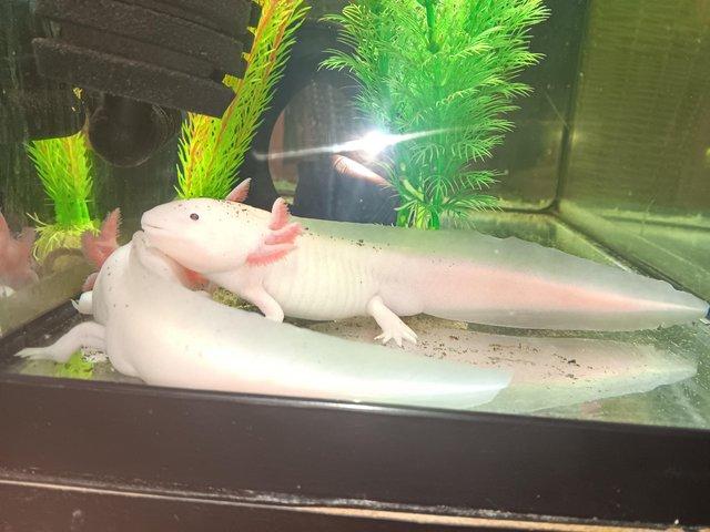 Preview of the first image of Male white albino axolotl for sale 2 years old.