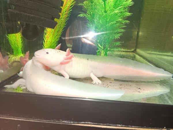 Image 1 of Male white albino axolotl for sale 2 years old