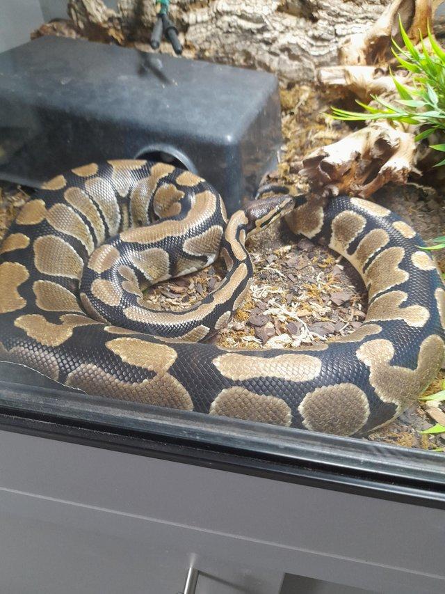 Preview of the first image of Female, normal poss sugar Ball python/ Royal python.