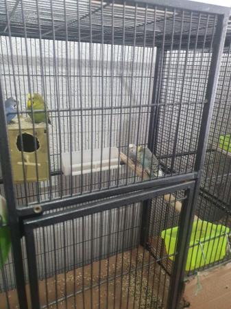 Image 5 of 2 pairs of Budgies for sale