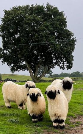 Image 3 of Valais Blacknose Ewe Lambs available