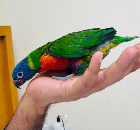 Image 3 of Hand reared Baby Rainbow Lorikeet SOLD