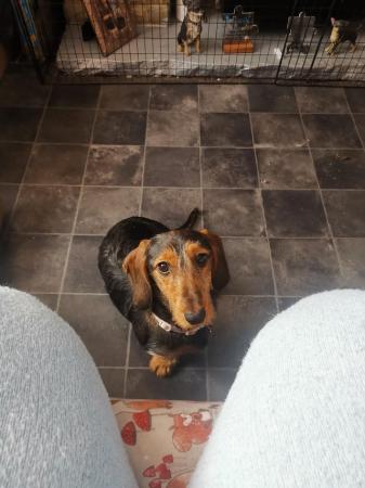 Image 7 of I have a stunning female dachshund for sale.