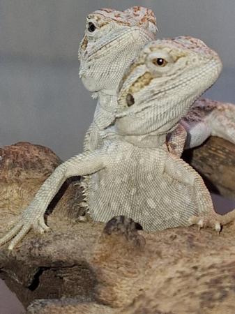Image 6 of Baby Bearded Dragons, zeros, weros and Witblits