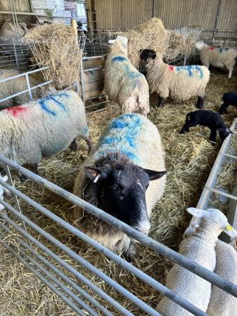 Image 2 of Ewes with lamb at foot Suffolk and Llyen