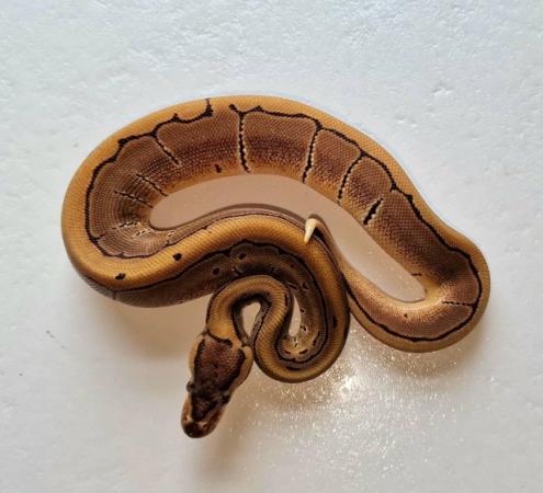 Image 8 of Hatchling royal pythons for sale