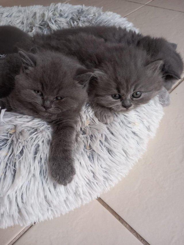 Preview of the first image of TICA Registered Blue British Shorthairs.