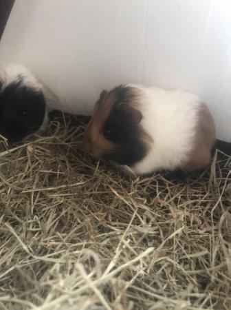 Image 2 of Make and female Guinea pigs looking for loving homes