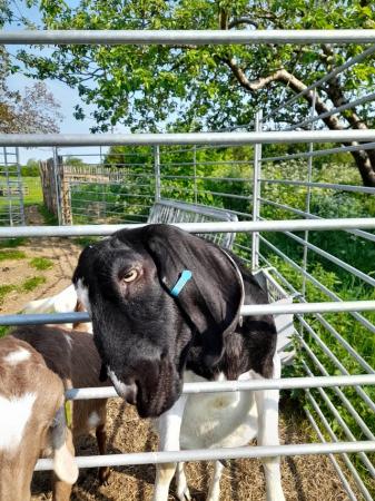 Image 3 of 2yr old friendly de-horned Boer X nanny goat
