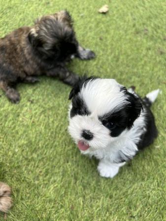 Image 7 of 1 x Shih Tzu Puppy for sale