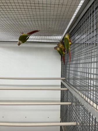 Image 5 of 2024 Pineapple Green Cheek Conures £125 each