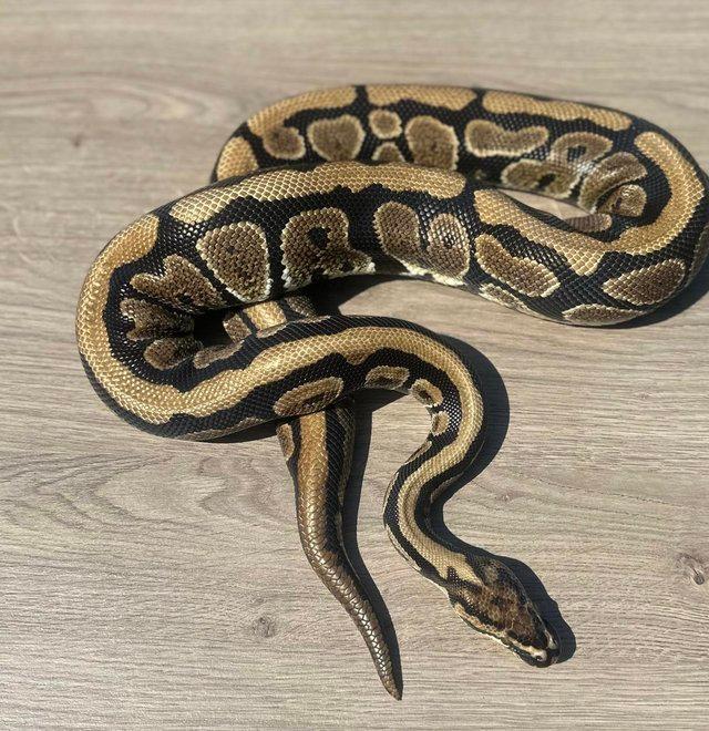 Preview of the first image of 2019 Spotnose Het Clown Male royal python.