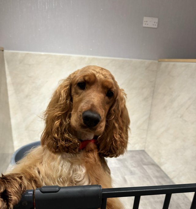 Preview of the first image of Health tested clear show strain cocker spaniel male.