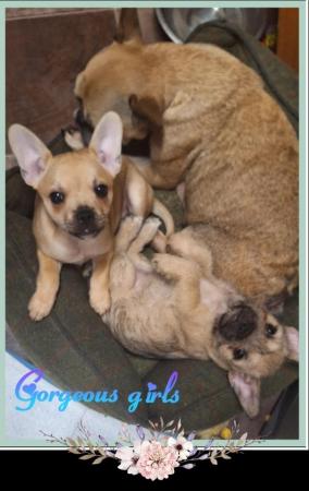 Image 9 of Female French bulldog x chihuahua x yorkshire terrier