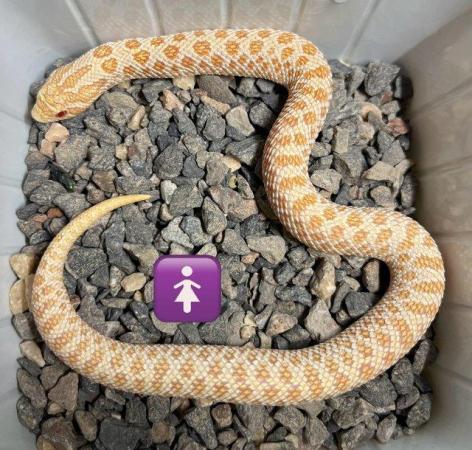 Image 5 of Hognose snake albino arctic male and female
