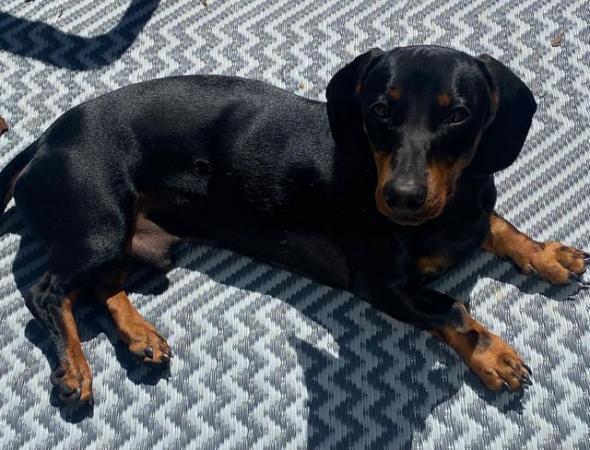 Image 1 of STILL AVAILABLE Beautiful Dachshund Boy 2 in July