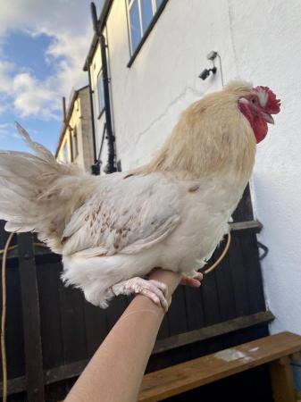 Image 3 of Gorgeous male chickens for sale