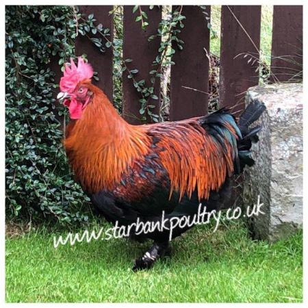 Image 11 of *POULTRY FOR SALE,EGGS,CHICKS,GROWERS,POL PULLETS*