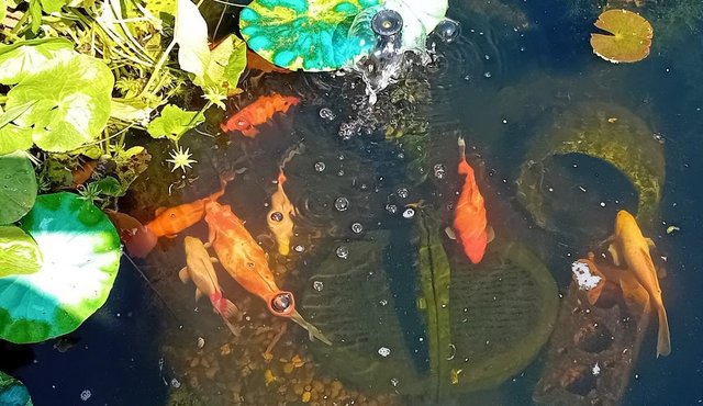 Image 2 of Pond Fish, all in one Pump and Plants