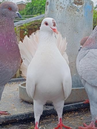 Image 1 of Beautiful pigeon's available