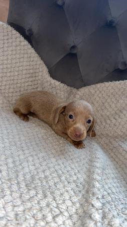 Only 3 beautiful puppies left !! for sale in Orpington, Bromley, Greater London