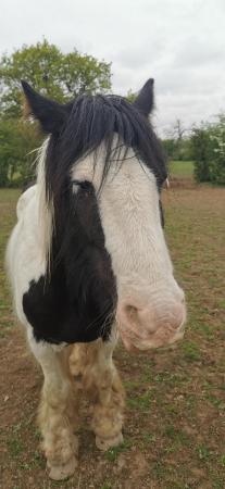 Image 1 of 11 year old coloured cob, 13.3hh