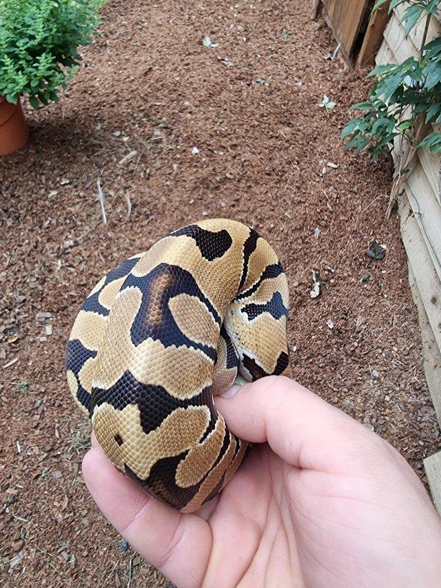 Preview of the first image of Blade het clown ball python male.
