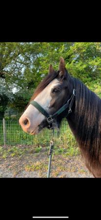 Image 2 of Rising 4 year old cob for sale
